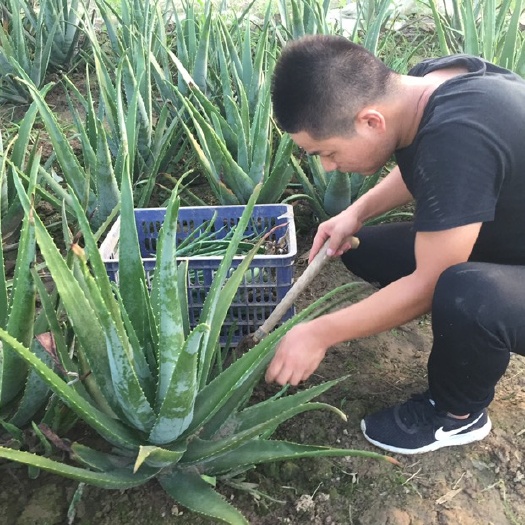 汉川市库拉索芦荟 20cm以上 美容芦荟  食用芦荟