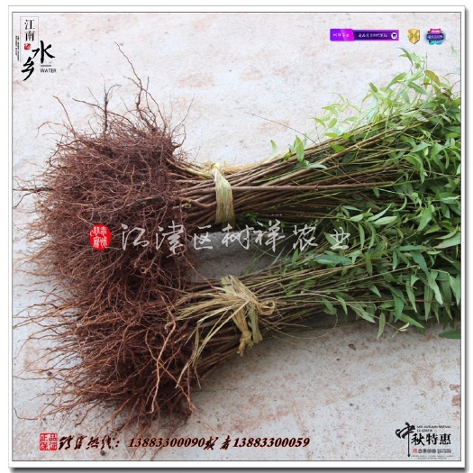 毛桃苗 0.5~1米