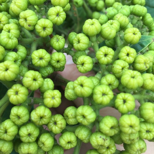 大竹县吴茱萸  苗