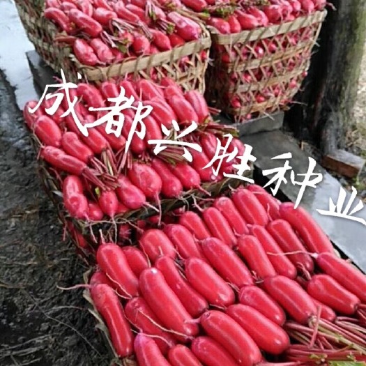 红萝卜种子 常规种 95%以上 95%以上 袋装 8%以下