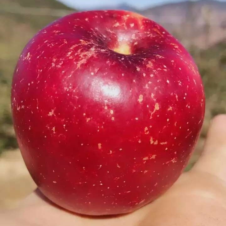 光明山脉苹果图片