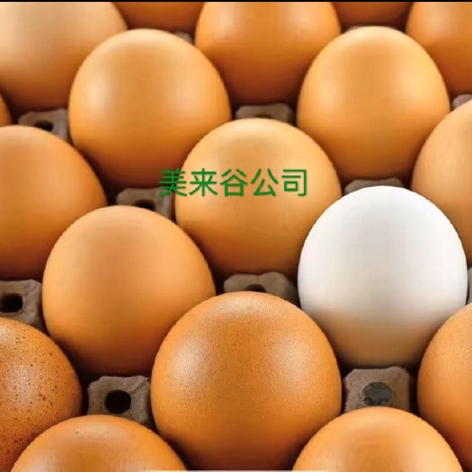 张掖粉壳蛋  红皮鸡蛋 箱装