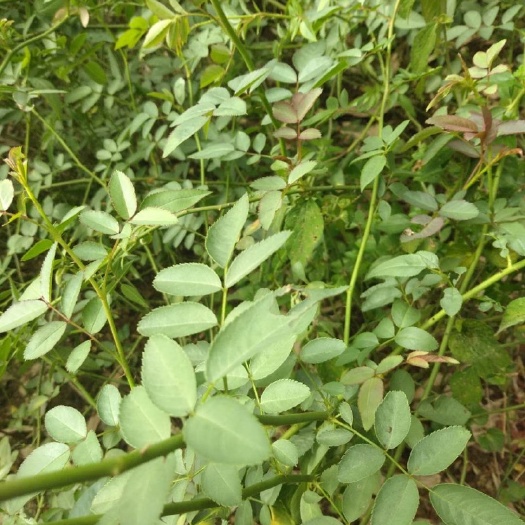 重庆市红花蔷薇 