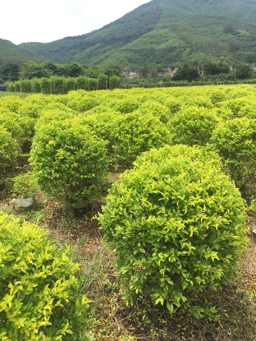 金叶假连翘精品美植袋黄金叶球