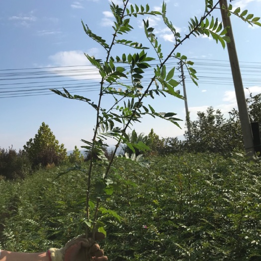 绛县大红袍花椒苗
