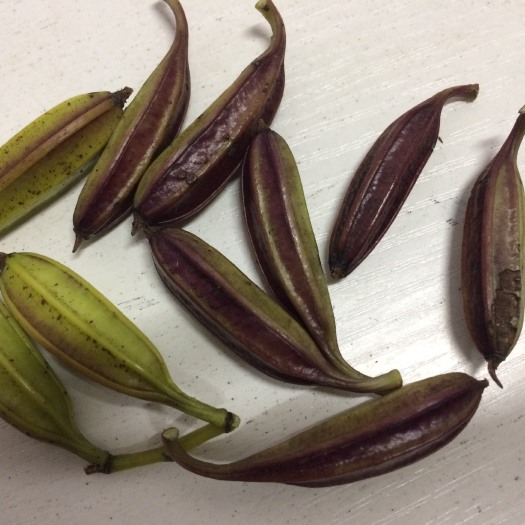 绥宁县白芨种子