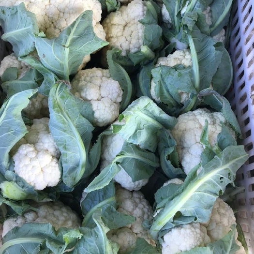 东台市白花菜花 紧密 2~3斤 米黄色 