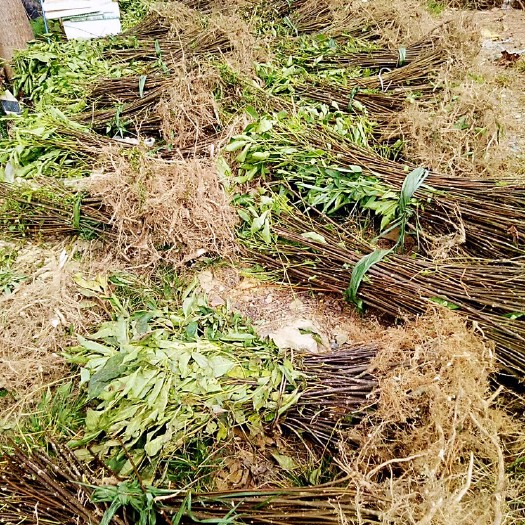 吴茱萸苗，吴茱萸苗，吴茱萸苗