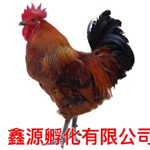 南宁铁脚麻鸡苗 严格防疫 包活到家 技术指导 承诺无假货 厂家直销