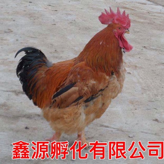 南宁肉鸡苗 严格防疫 包活到家 技术指导 承诺无假货 厂家直销