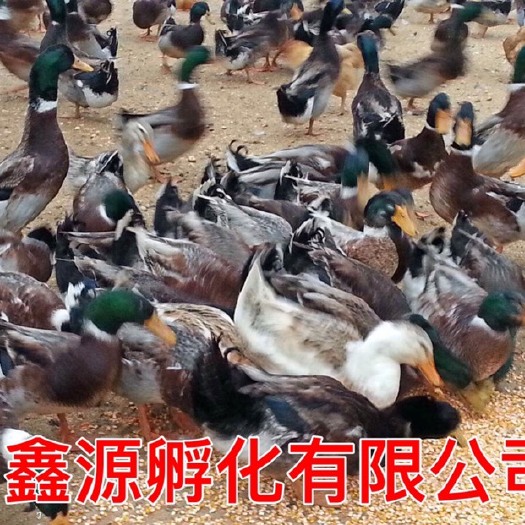 南宁麻鸭苗 严格防疫 包活到家 技术指导 承诺无假货 厂家直销