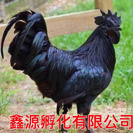南宁 乌骨鸡苗 绿壳蛋鸡苗严格防疫 包活到家 技术指导 承诺无假货