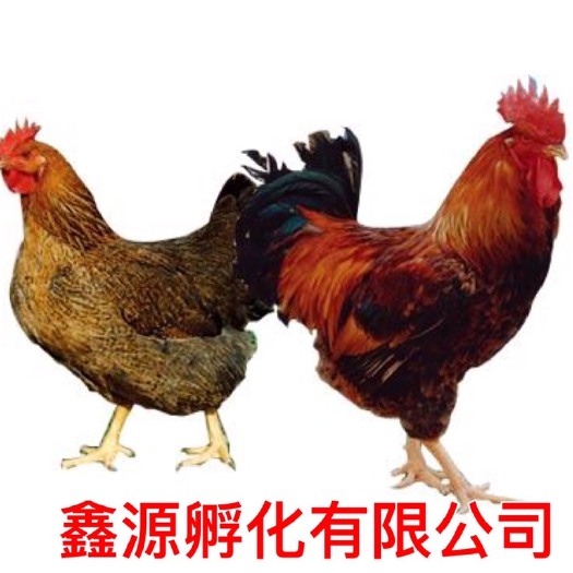 南宁良凤花鸡苗 严格防疫 包活到家 技术指导 承诺无假货 厂家直销