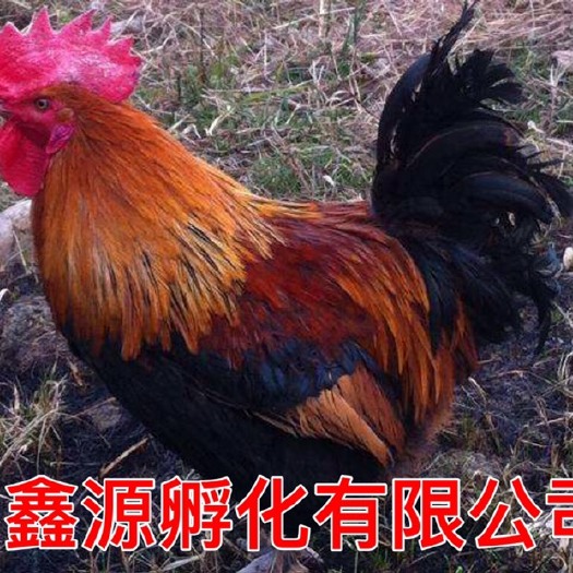 南宁瑶鸡苗 严格防疫 包活到家 技术指导 承诺无假货 厂家直销