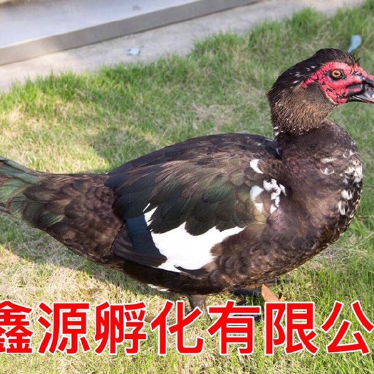 南宁番鸭苗 苗严格防疫 包活到家 技术指导 承诺无假货 厂家直销