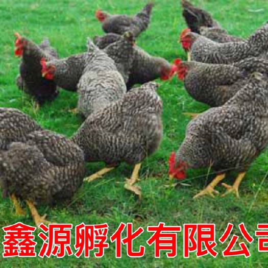 南宁芦花鸡苗 严格防疫 包活到家 技术指导 承诺无假货 厂家直销
