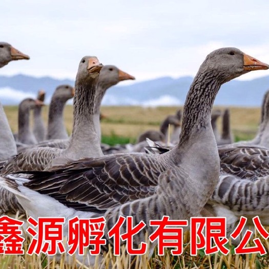 南宁法国朗德鹅鹅苗 鹅苗 朗德鹅苗 批发