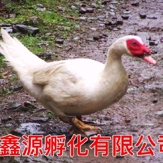 南宁 鸭苗 白番鸭苗严格防疫 包活到家 技术指导 承诺无假货 厂家