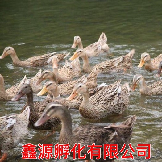 南宁青壳二号蛋鸭苗 严格防疫 包活到家 技术指导 承诺无假货 厂家直销