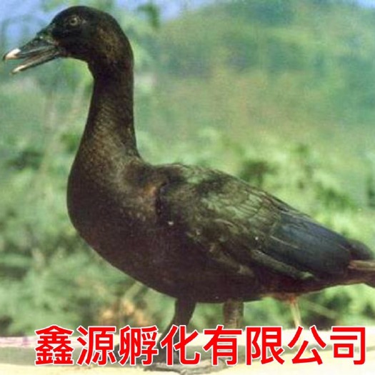 南宁半番鸭苗 严格防疫 包活到家 技术指导 承诺无假货 厂家直销