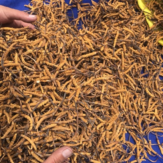 西宁冬虫夏草
