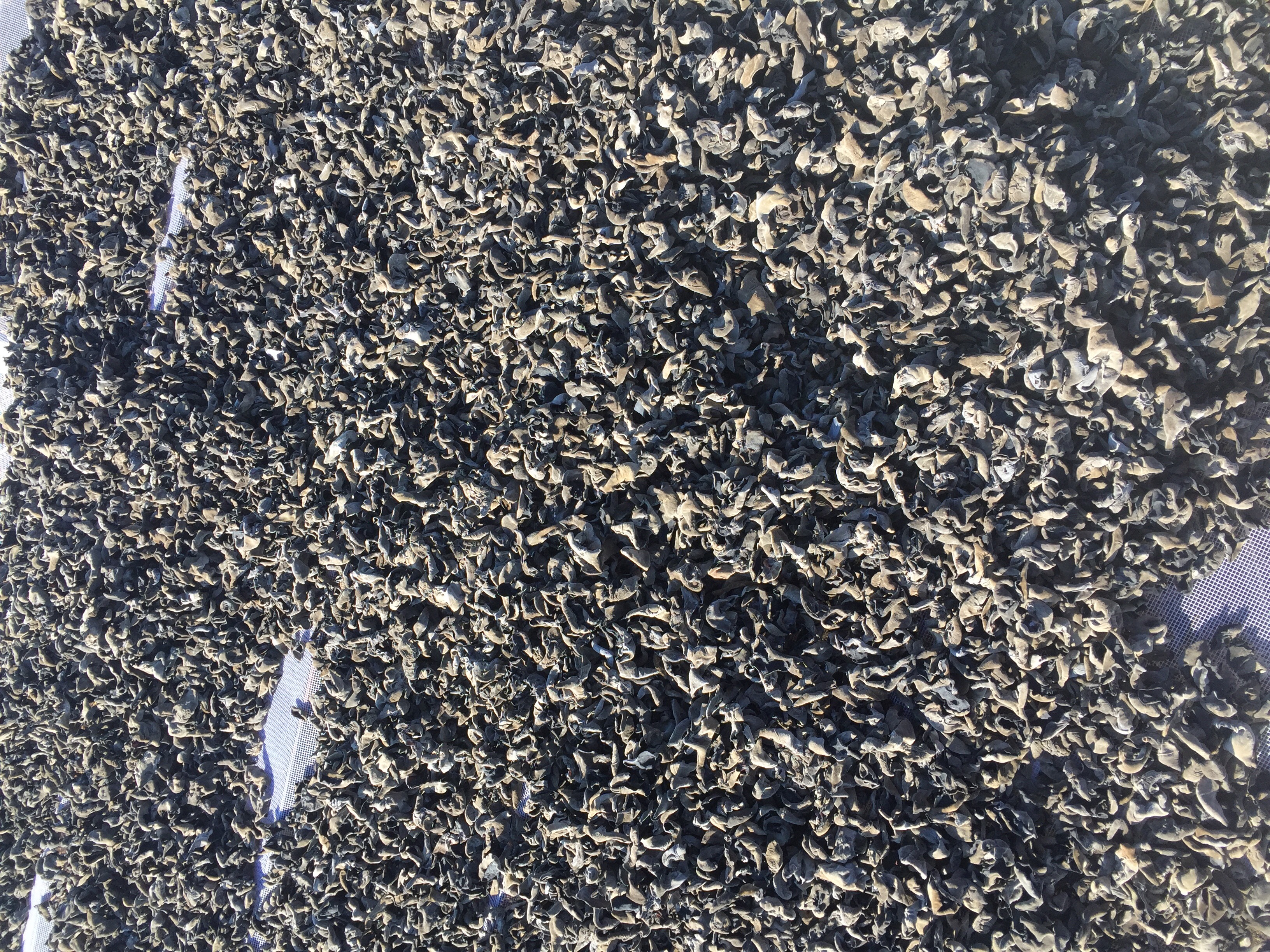 东北黑木耳 干木耳 特级 