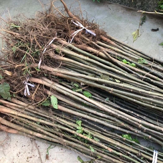 苍溪县核桃苗  现挖现发，保鲜发货，基地直供
