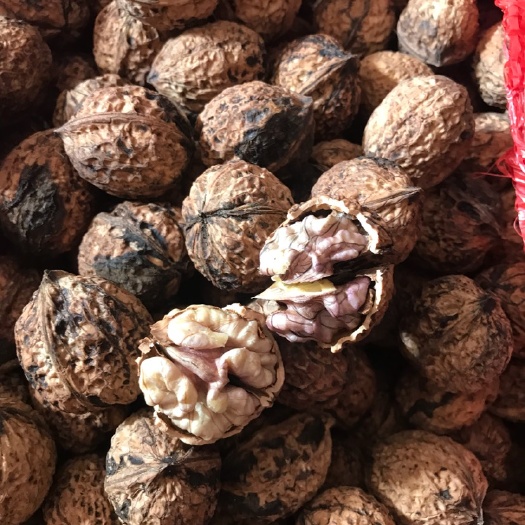 漾濞县 品种 紫仁核桃 花青素高