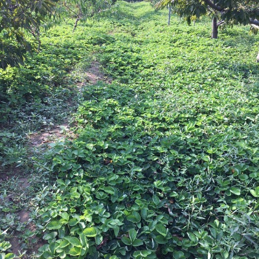泰安甜查理草莓苗 地栽苗 10~20公分