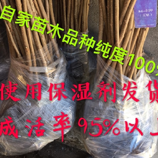 桓仁县平欧榛子苗 2~4公分