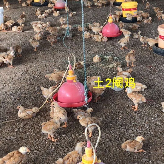 广州阉鸡苗 脱温三黄阉鸡 脱温五黑鸡 脱温胡须阉鸡 脱温清远麻阉鸡