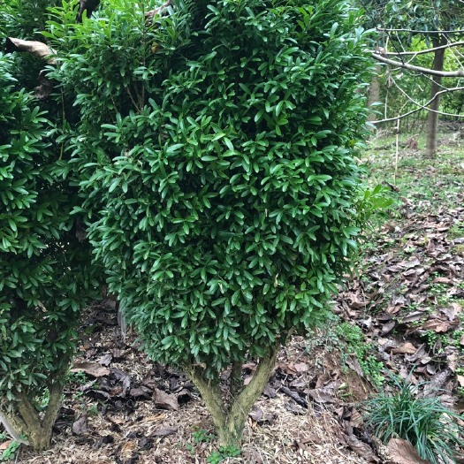 苍溪县瓜子黄杨木