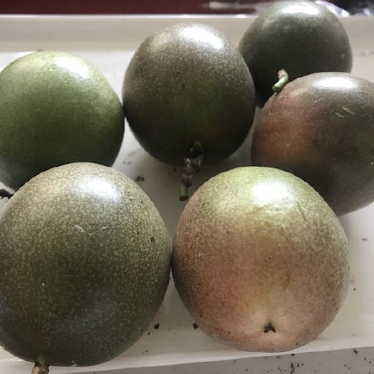 凤山县台农一号百香果 50 - 60克