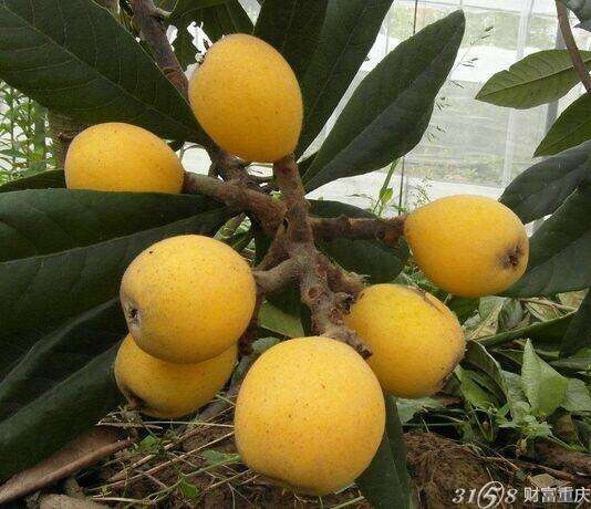 苍溪县白沙枇杷苗 品种保证，根系发达成活率高死苗免费补发，品种不对全额退款