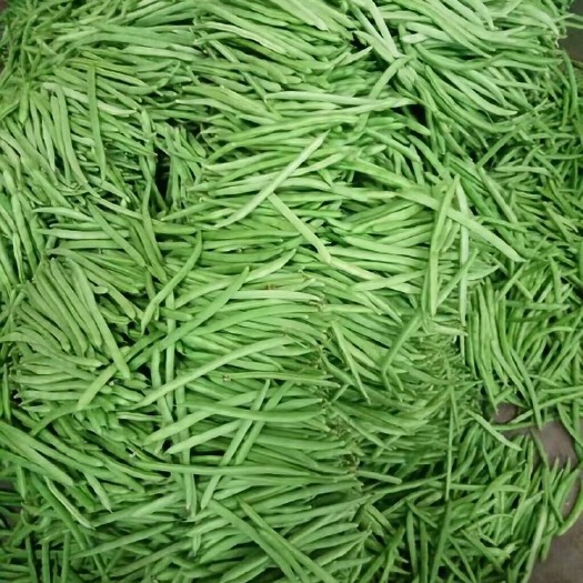 会理市紫花四季豆  小金豆陆续大量上市，有市场需求的联系代办代发