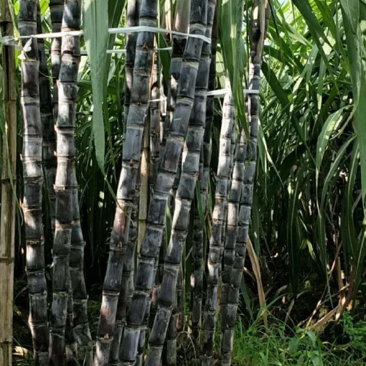 贵港黑皮脱毒甘蔗苗包种植技术