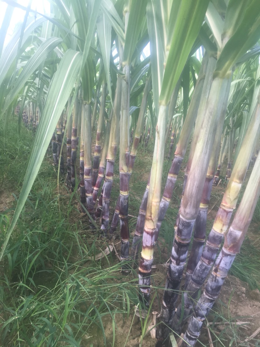 黑皮脱毒甘蔗苗包种植技术