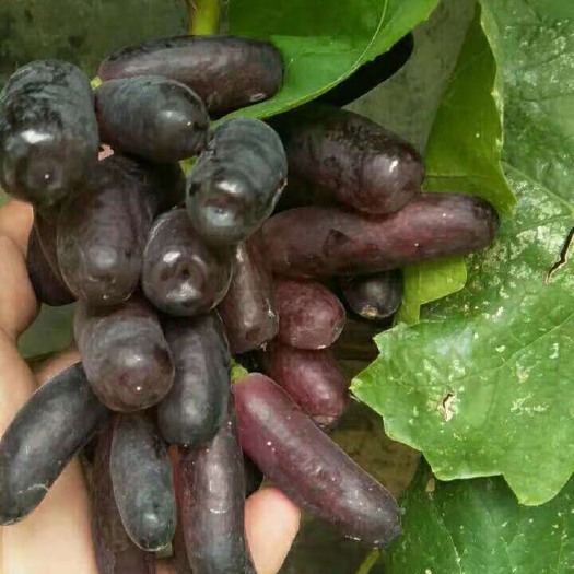 泰安蓝宝石葡萄苗 