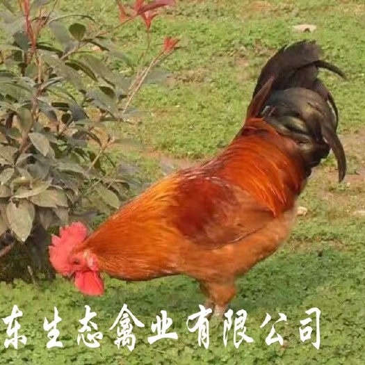 睢县土鸡苗