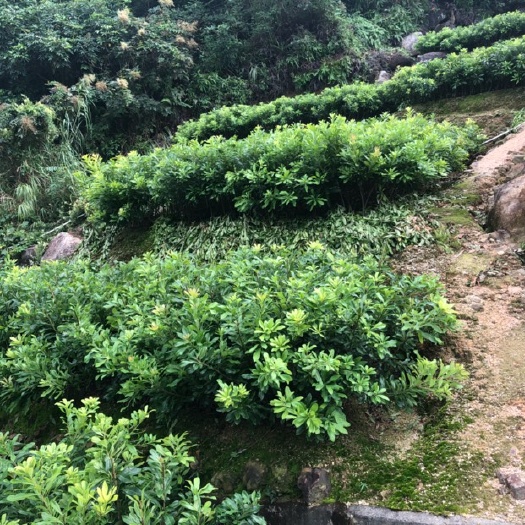 普宁市东槐杨梅苗 