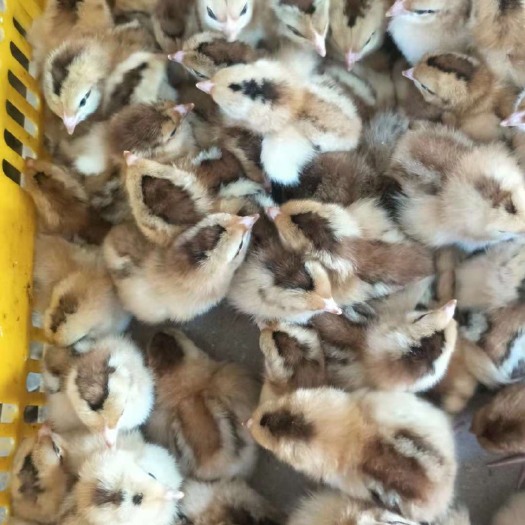 南宁土鸡苗 统货