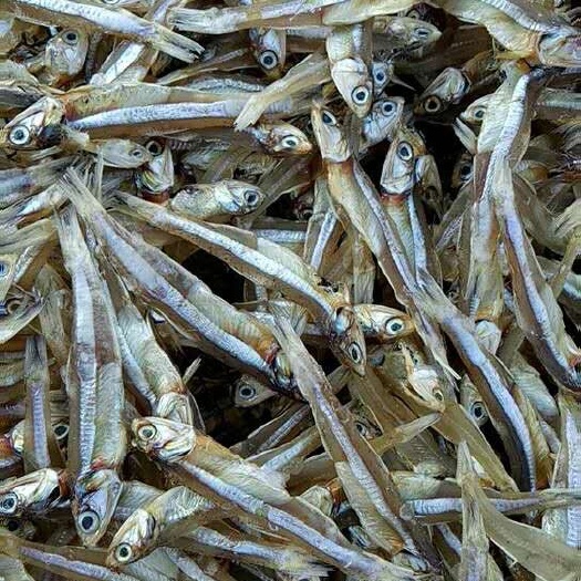 广州公鱼干  深海小鱼干 淡干小鱼干  咸干小鱼干 市场跑量王