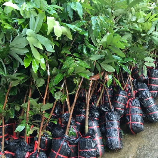灵山县四季蜜龙眼苗  正品嫁接