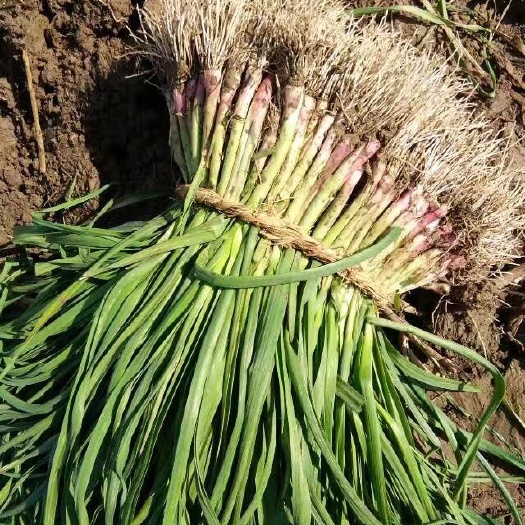 盐城红根蒜苗 50 - 60cm 