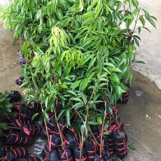 灵山县 正品嫁接无核荔枝苗