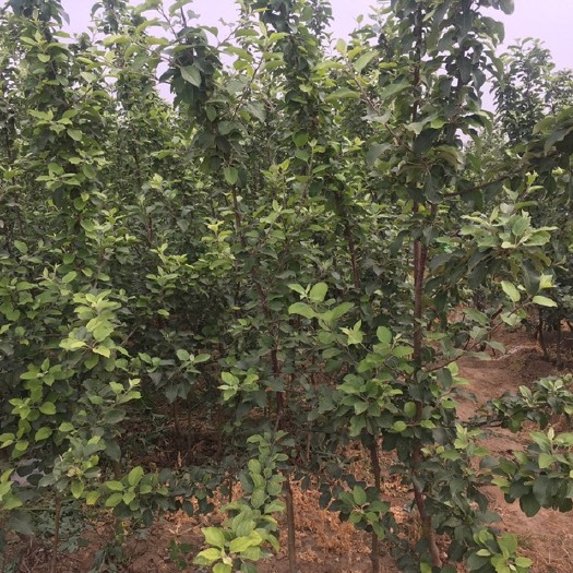 顺平县矮化红富士苹果苗 1.5~2米 