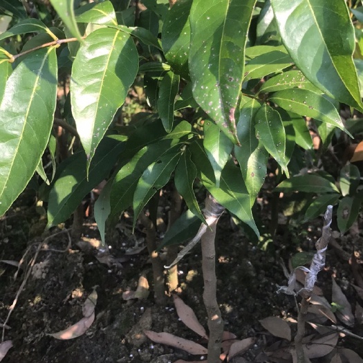 灵山县白糖罂荔枝苗  正品嫁接白糖婴荔枝苗