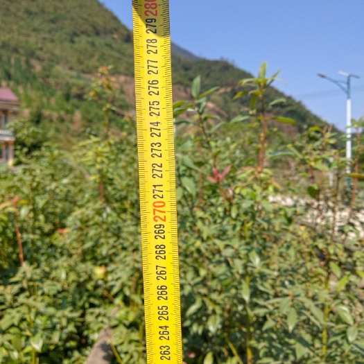 新邵县金丝楠木 