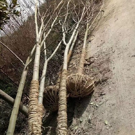 潢川县南栾  黄山栾树1-25公分产地直销，胸径12公分，上货快