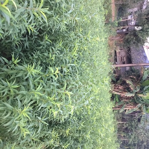 苍溪县毛桃苗，当年可嫁接的毛桃苗